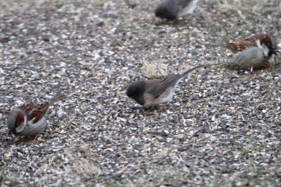 IMG 8656c Dark-eyed Junco (near Oregon subspecies) Hse Kankakee IL 4-7-2018