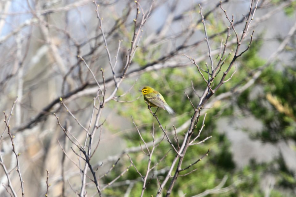 IMG 9556c Prairie Warbler Mazonia Lakes Kankakee Co IL 5-7-2018