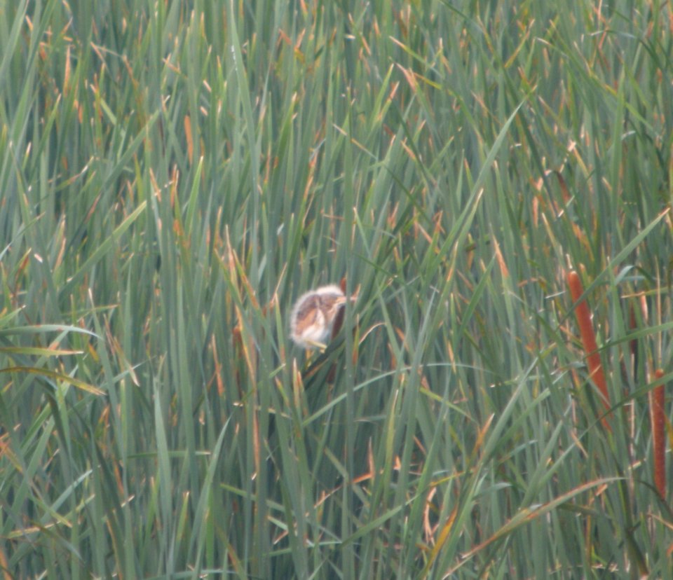 DSCN9072 c Least Bittern Young Newton Co IN 7-6-13