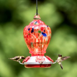 Hummingbirds