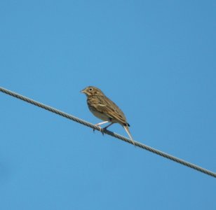 DSCN0735 c Vesper Sparrow Willow Slough FWA IN 9-26-2013