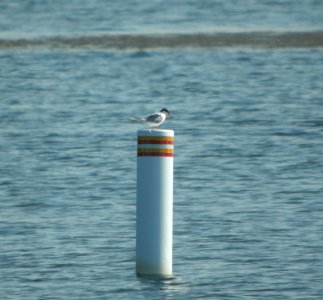 DSCN9908 c Forster's Tern Newton Co IN 8-12-13