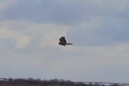 IMG 8275c Northern Harrier Newton Co NW IN 3-7-2018