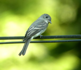 DSCN0334 c Eastern Wood- Pewee Kankakee IL 8-27-13