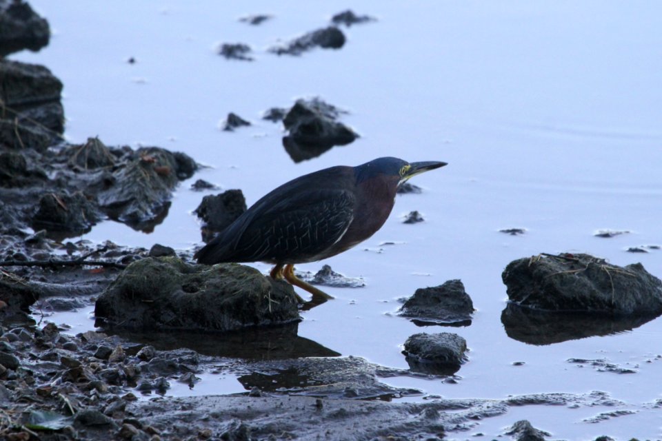 IMG 0926c Green Heron LeVasseur Park Kankakee IL 7-17-2018