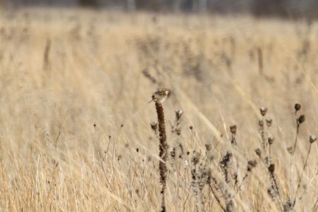 IMG 9252c Henslow' Sparrow TNC Kankakee Sands IN 4-27-2018
