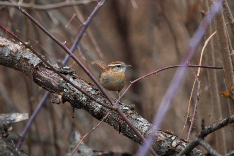 IMG 6630c Carolina Wren Braidwood Lake IL 12-21-2017
