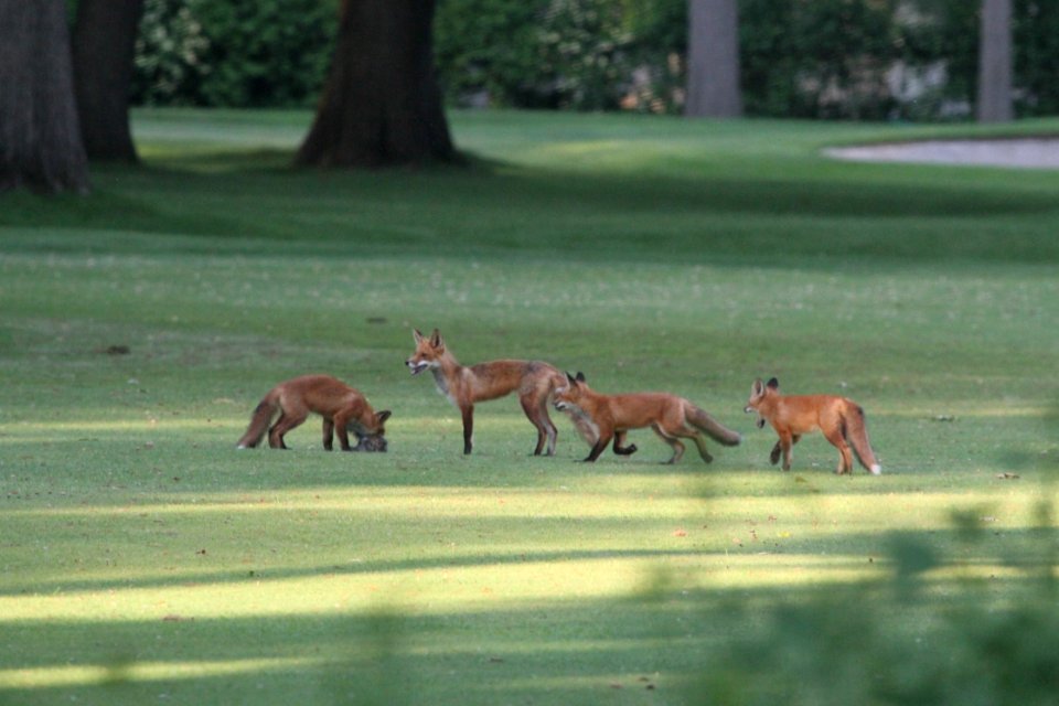 IMG 0191c Red Fox Hse Kankakee IL 5-28-2018