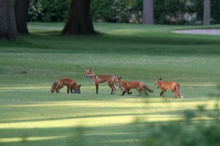 IMG 0191c Red Fox Hse Kankakee IL 5-28-2018