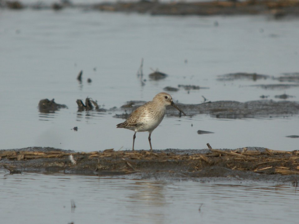 DSCN9666c Dunlin Willowhaven Area Kankakee Co IL 4-12-2018