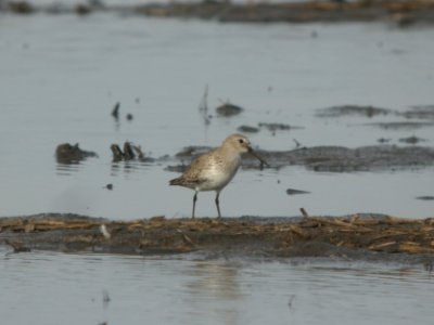 DSCN9666c Dunlin Willowhaven Area Kankakee Co IL 4-12-2018
