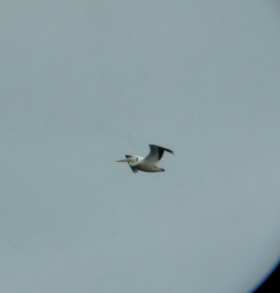 DSCN0870 c American White Pelican  Newton Co IN 10-21-2013