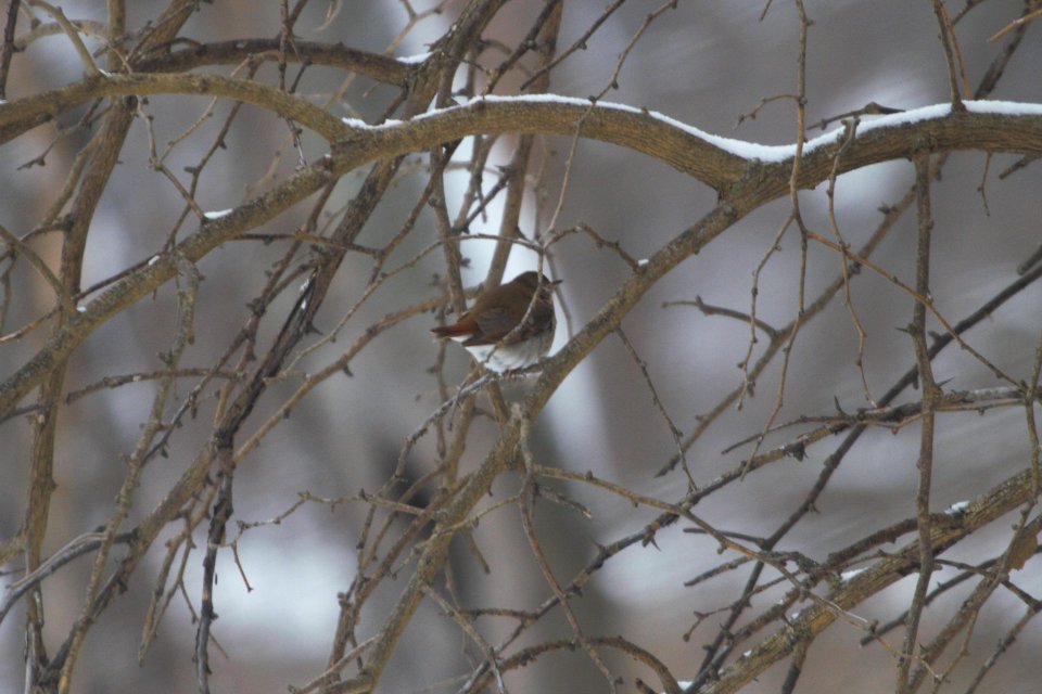 IMG 7800c Hermit Thrush LeVasseur Park Kankakee-IL 2-11-2018