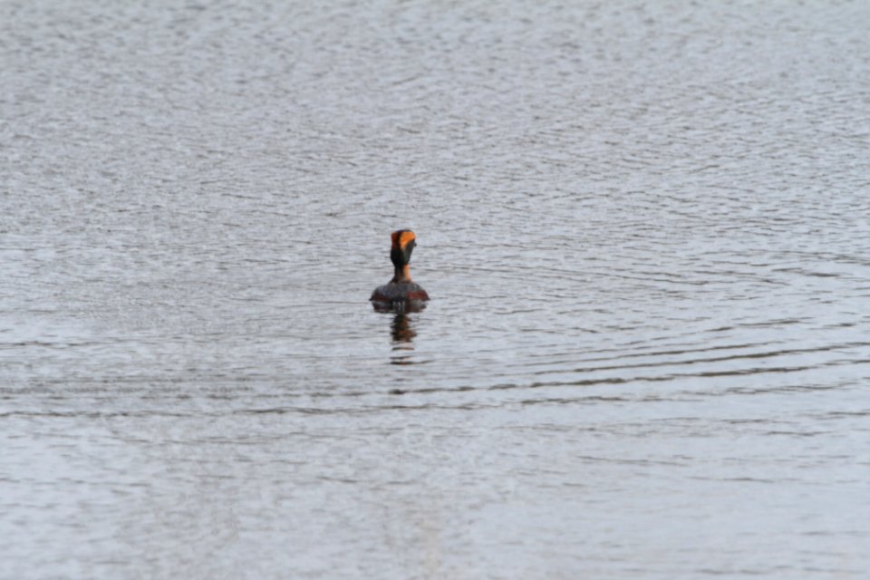 IMG 9137c Horned Grebe Willow Slough FWA IN 4-23-2018