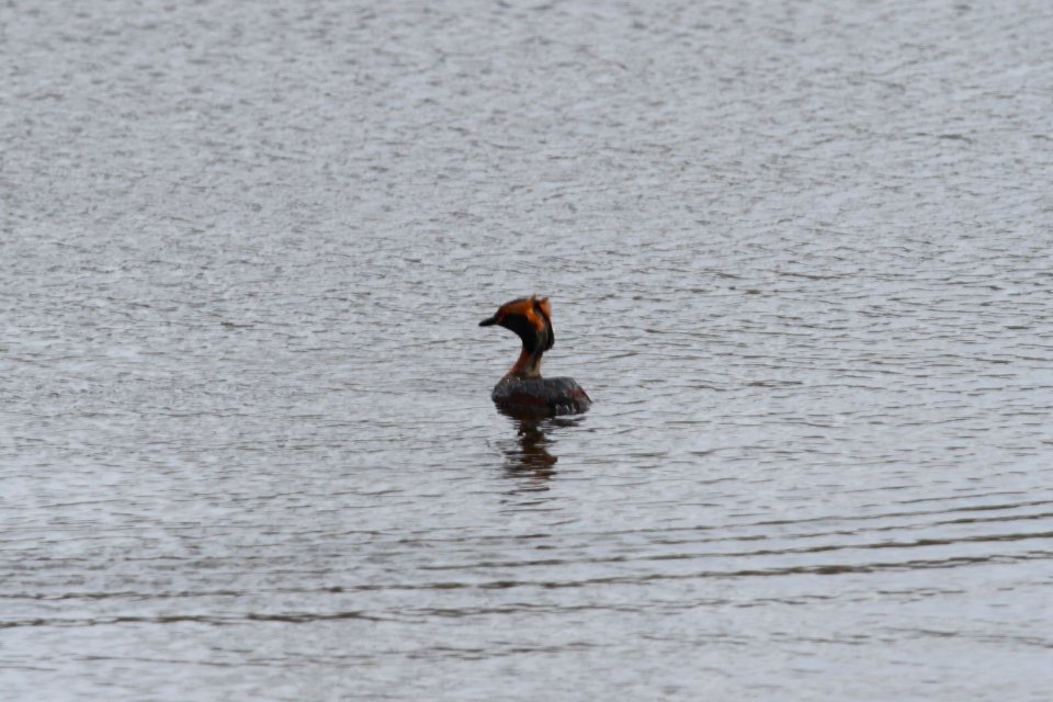 IMG 9139c Horned Grebe Willow Slough FWA IN 4-23-2018 photo