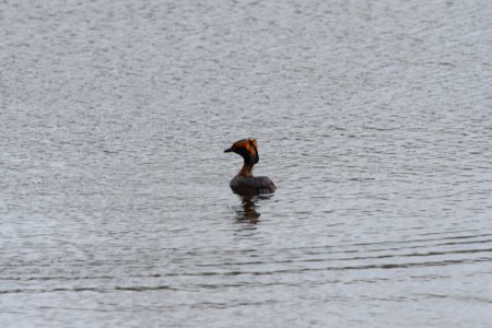 IMG 9139c Horned Grebe Willow Slough FWA IN 4-23-2018 photo