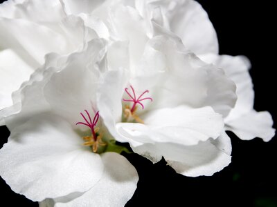 Geranium close up violet photo