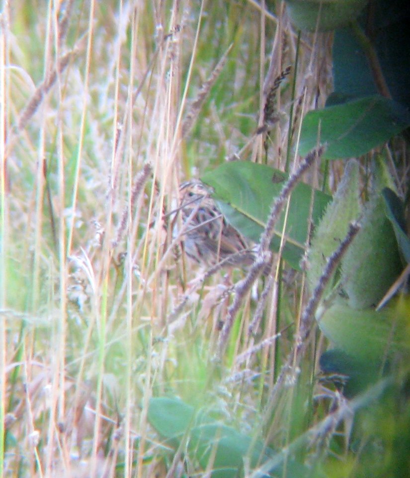 IMG 1020 c Le Conte's Sparrow (Adult) Kankakee Co IL 9-9-13 (Photo through Binoculars)