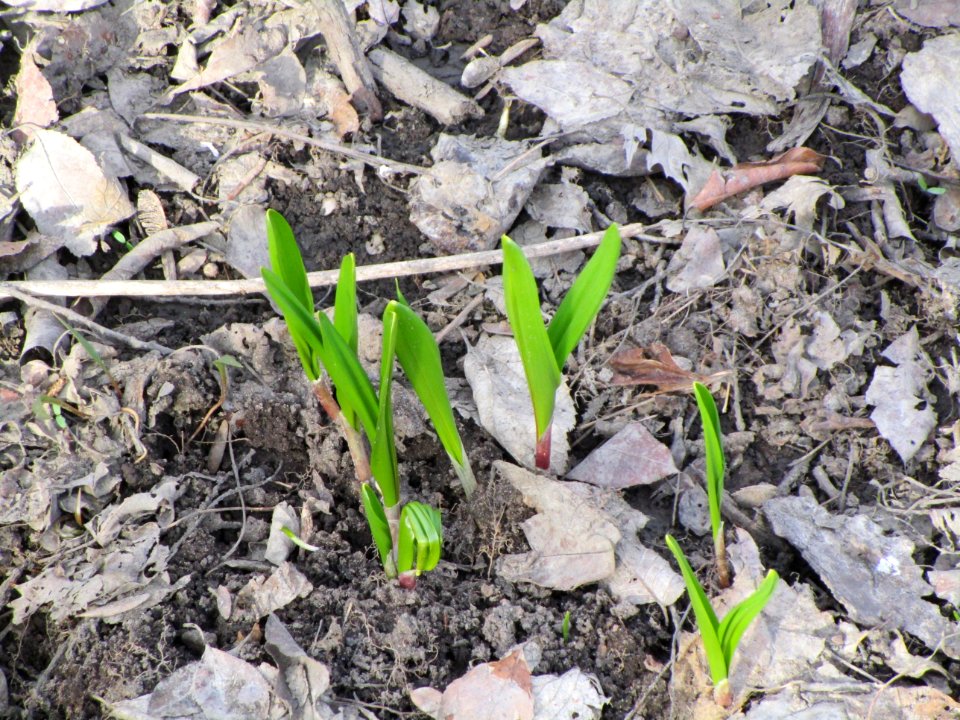 IMG 3650c Wild Leek Perry Farm Kankakee Co IL 3-26-2018