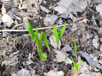 IMG 3650c Wild Leek Perry Farm Kankakee Co IL 3-26-2018
