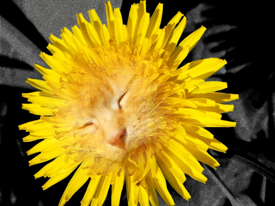 Dandelion cat yellow