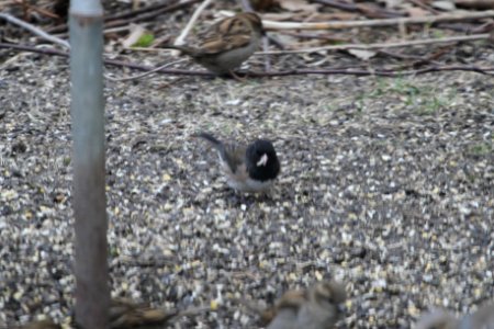 IMG 8561c Dark-eyed Junco (Oregon?) Hse Kankakee IL 4-4-2018