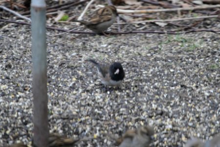 IMG 8561c Dark-eyed Junco (Oregon?) Hse Kankakee IL 4-4-2018 photo