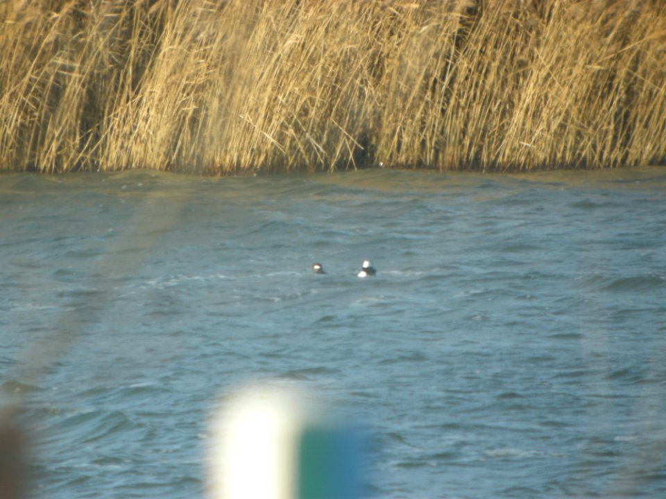 DSCN9407c Bufflehead Braidwood Lake IL 1-25-2018