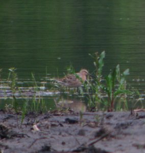 IMG 0744 c Short-billed Dowitcher  Kankakee Co IL 5-10-13