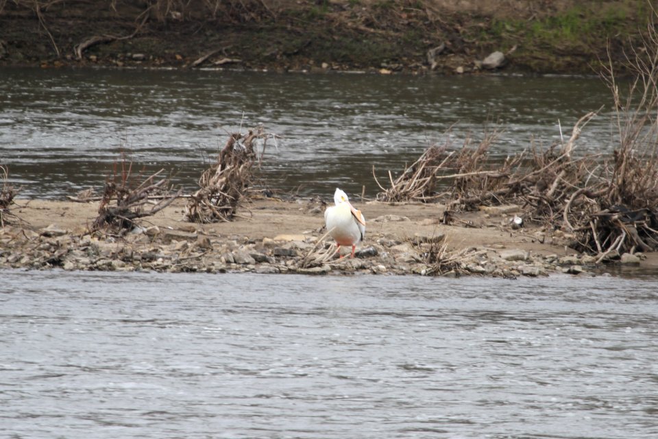 IMG 9185c AW Pelican Kankakee River SP (Kankakee Co) IL 4-24-2018
