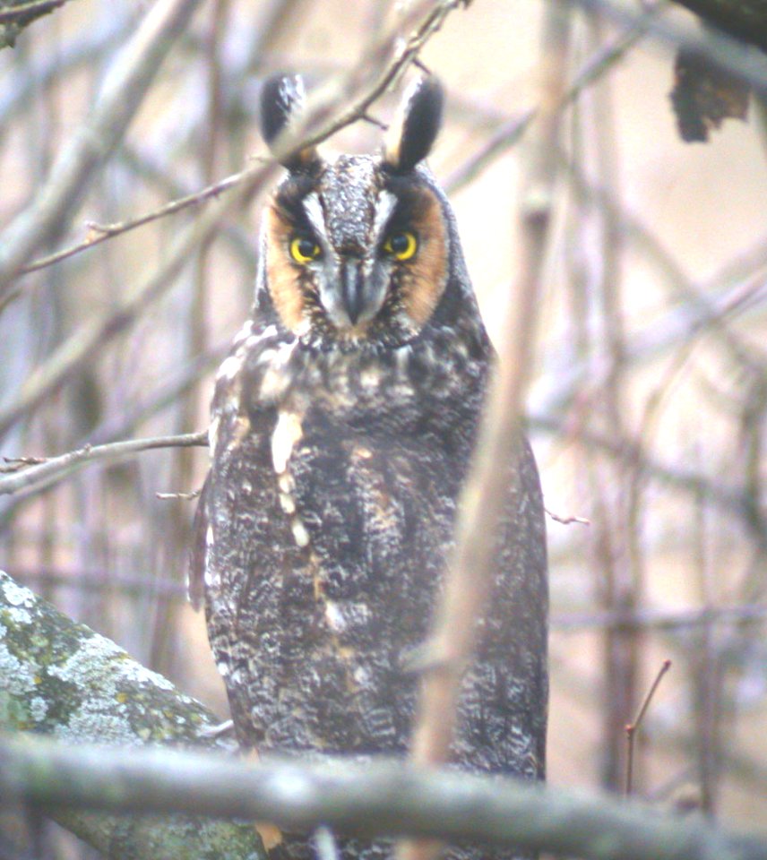 Dscn1616 cg Long-eared Owl Perry Farm Bourbonnais-IL 11-30-03