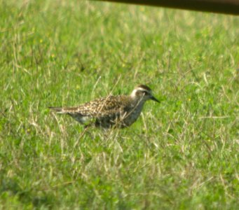 DSCN0192 c American Golden-Plover Kankakee Co IL 8-17-13