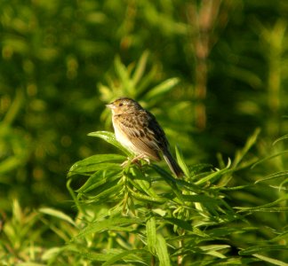 DSCN9139 c Grasshopper Sparrow Newton Co IN 7-13-2013