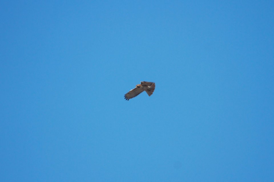 IMG 7426c Red-tailed Hawk Braidwood Lake IL 1-26-2018
