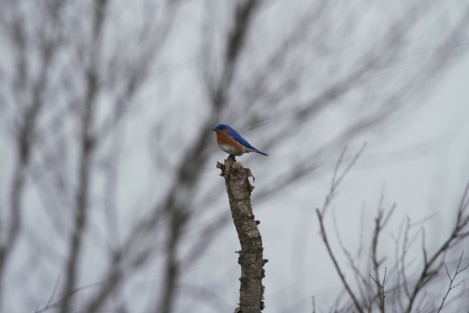 IMG 8271c Eastern Bluebird LaSalle FWA IN 3-6-2018