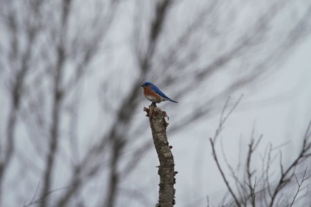 IMG 8271c Eastern Bluebird LaSalle FWA IN 3-6-2018