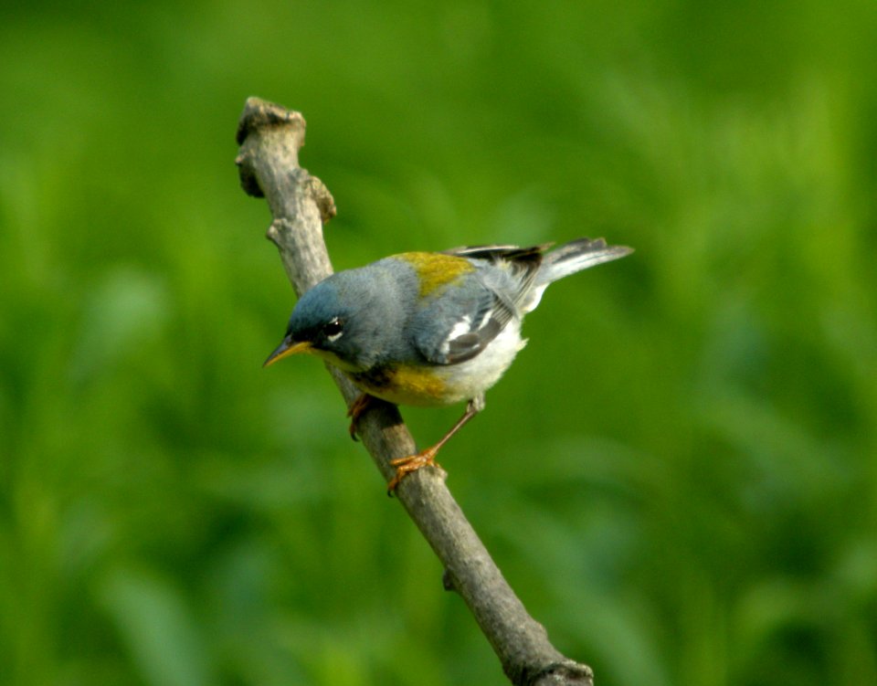 DSCN2705 c Northern Parula  Kankakee Co IL 5-3-12