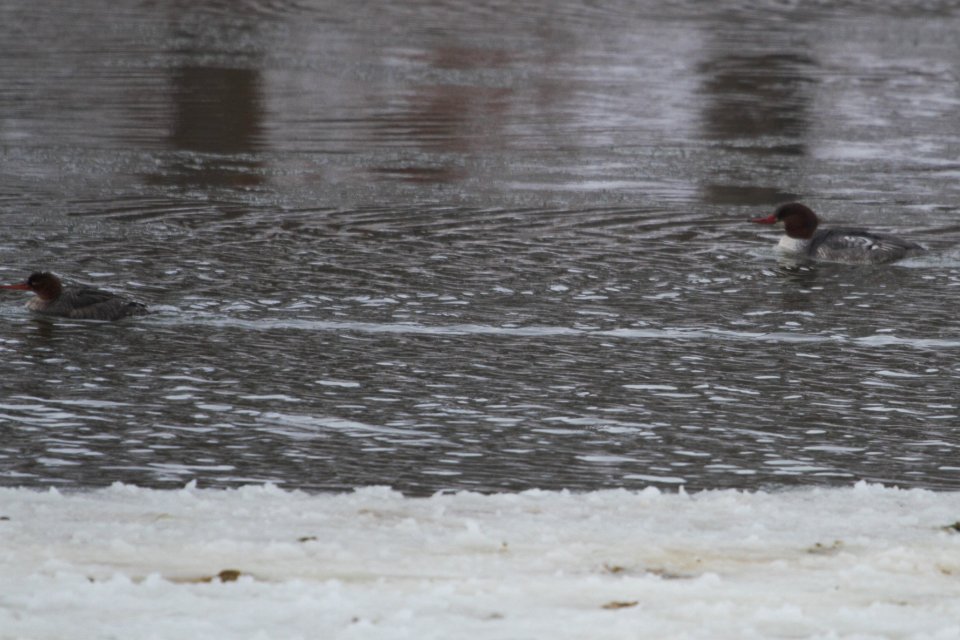 IMG 7771c Red-breasted and Common Merganser LeVasseur Park Kankakee-IL 2-11-2018