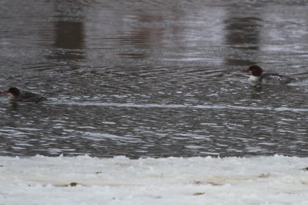 IMG 7771c Red-breasted and Common Merganser LeVasseur Park Kankakee-IL 2-11-2018