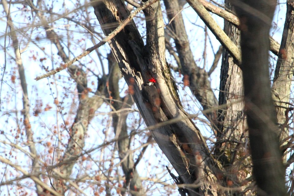 IMG 8763c Pileated Woodpecker LaSalle FWA IN 4-12-2018