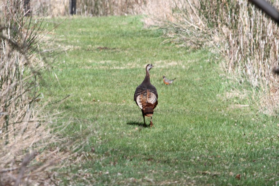 IMG 9035c Wild Turkey Willow Slough FWA IN 4-17-2018
