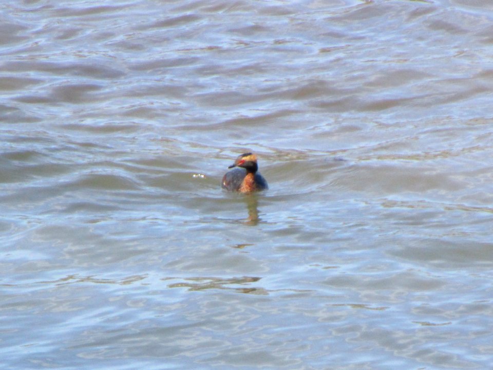 IMG 3704c Horned Grebe Gar Creek Trail Kankakee IL 4-19-2018