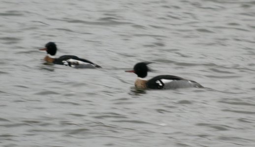 DSCN0891 c Red-Breasted Merganser Kankakee IL 3-27-2014