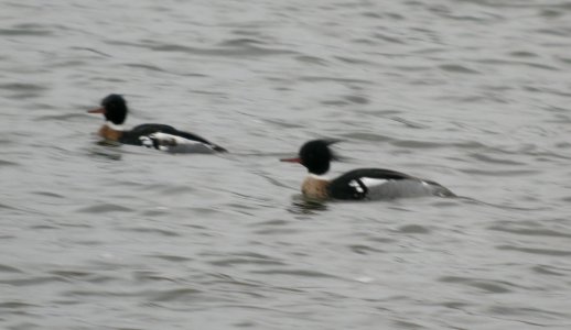 DSCN0891 c Red-Breasted Merganser Kankakee IL 3-27-2014 photo