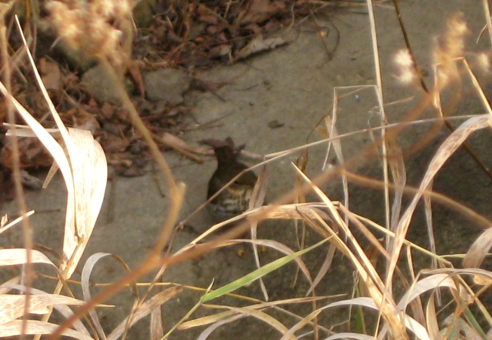 IMG 0285 c Swainson's Thrush  Kankakee Co IL 11-26-12