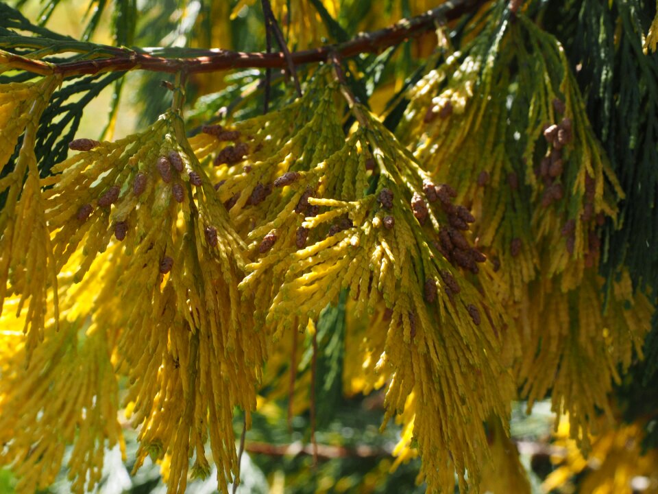Calocedrus decurrens calocedrus river cedar