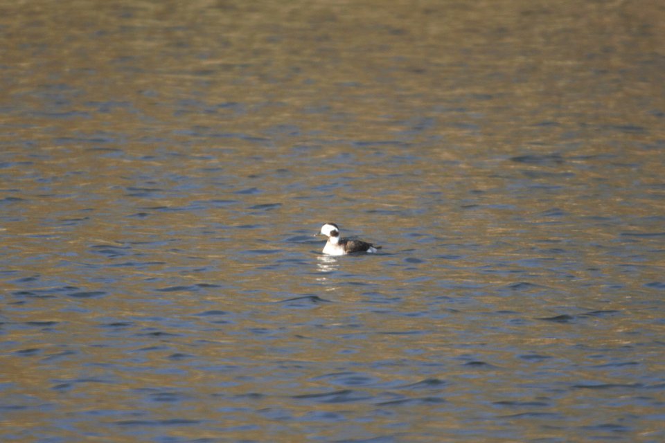 DSCN8170c Long-tailed Duck Willow Slough FWA IN 3-6-2018