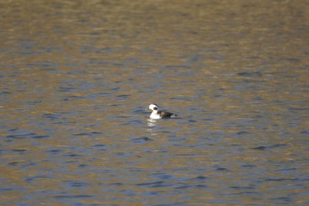 DSCN8170c Long-tailed Duck Willow Slough FWA IN 3-6-2018 photo
