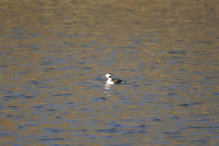 DSCN8170c Long-tailed Duck Willow Slough FWA IN 3-6-2018