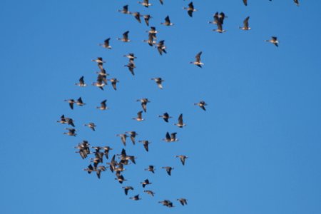 IMG 7402c GWF Goose Braidwood Lake IL 1-26-2018